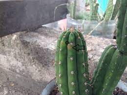 No sé si es normal de la especie, bueno o malo; Problemas Plagas Y Enfermedades En Cactus