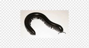 If you still have it to hand, put it somewhere dark and see, they glow. Millipedes Archispirostreptus Gigas Centipedes Tachypodoiulus Niger Trigoniulus Corallinus Others Pet Animal Worm Png Pngwing