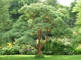 Acer Griseum Backyard Plants Small Trees For Garden Patio Garden Design