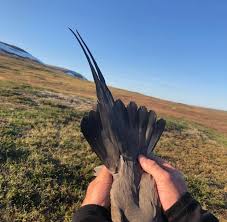 Image result for Viridivia suberosa