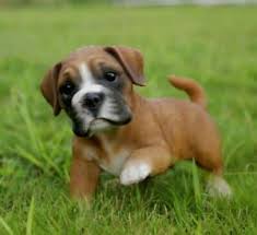 At $ 650 boxers are good family pets when treated respectfully, Boxer Puppies For Sale Boxer Breeders Usa My New Ally