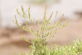 Image result for Lepidium bonariense
