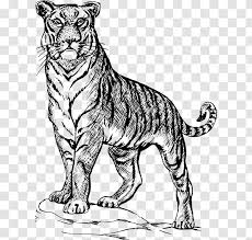 Cute white tiger cub eps vectorby dazdraperma40/9,890. Drawing Line Art Clip Fauna Tiger Clipart Black And White Transparent Png