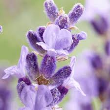 Maybe you would like to learn more about one of these? Lavanda Uzkolistnaya Anglijskaya Kupit V Breste Po Dostupnoj Cene Veresk By