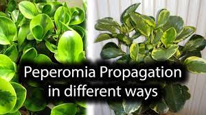 Maybe you would like to learn more about one of these? Peperomia Propagation Leaf Cuttings Variegation Youtube