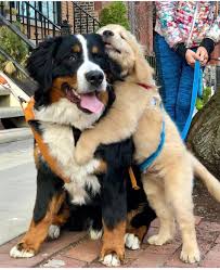 Love Mr Timbo Tim Tim Via The Fashionistas Lifestyle Fashionstyles4love Cute Dogs Cute Animals Super Cute Puppies