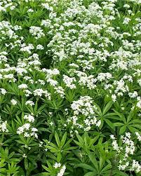 Image result for Galium