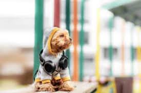 Choose from an elaborate range of badass names and nicknames with meanings for naming your baby boy. Badass Dog Names For Your Tough Dog More Than 1000 To Pick From