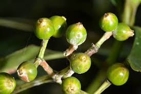 Image result for Psychotria succulenta