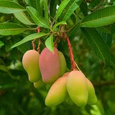 Image result for Mangifera indica