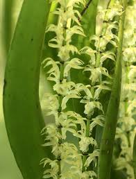 Image result for Diaphananthe vesicata