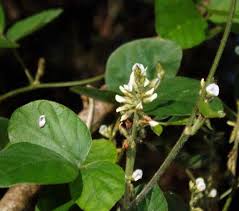 Image result for Neonotonia wightii