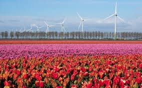 Image result for flower photo