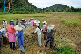 Home Use Rice Husker In Indonesia Agricultural Machinery Rice Gasoline Engine Soybean