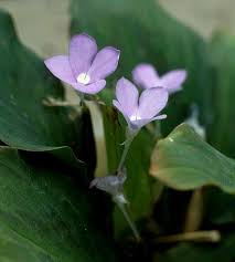 Image result for Siphonochilus brachystemon