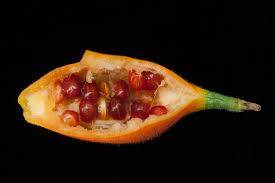 Image result for Kedrostis leloja