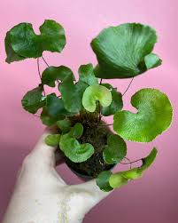 Image result for Adiantum vogelii