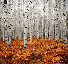 Image result for autumn photos