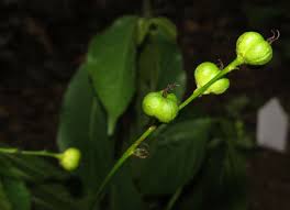 Image result for Alchornea laxiflora