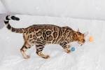 Bengal Cat Breed Information, Pictures, Behavior and Care