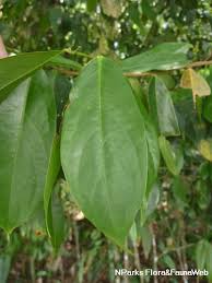 Image result for Cleistanthus schlechteri