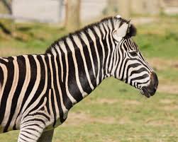 Image result for zebra