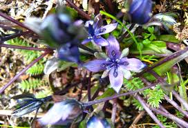 Image result for Swertia erosula