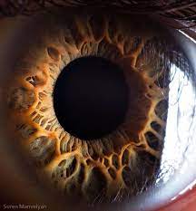 21 Extreme Close Ups Of The Human Eye Human Eye Eye Close Up Eye Photography
