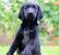 Full Grown German Shorthaired Pointer Lab Mix