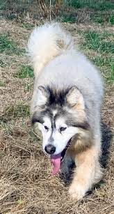 Giant alaskan malamute puppies available for their loving forever family. 12 Best Kelly S Giant Alaskan Malamute Puppies For Sale Ideas Giant Alaskan Malamute Alaskan Malamute Puppies Giant Alaskan Malamute Puppies