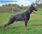 Britton Farms European Dobermans breed show quality ...