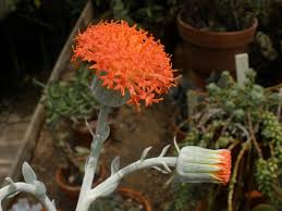 Image result for Kleinia grantii
