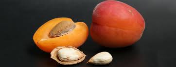 Amandes amères amygdaline en poudre vitamine b17. Primary And Hospital Care Volet 4 Danger Lie Aux Amandons D Abricots Amers Et Aux Amandes Ameres
