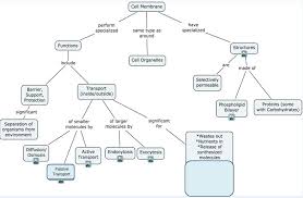 74 Prototypical Membrane Transport Chart