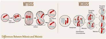 Chromosomes are lined up on the equator, some spindle fibers are visible. 16 Differences Between Mitosis And Meiosis Mitosis Vs Meiosis