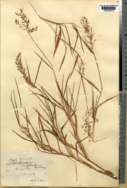 Image result for Capillipedium