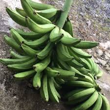 Pesan bibit pisang cavendish hubungi wa 085284660119 lihat juga video mengenai cara menanam pisang cavendish di. Jenis Jenis Pisang