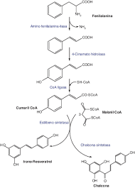 Resveratrol: distribución, propiedades y perspectivas | Revista Española de  Geriatría y Gerontología