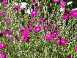Just enjoy the magenta pink blooms and watch as they bring in the butterflies. 18 Plants With Gorgeous Pink Flowers