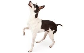 Rat Terrier Dog Breed Information Pictures Characteristics Facts Dogtime