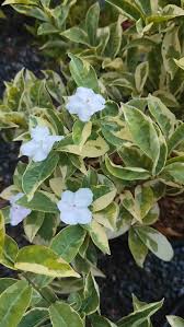 Image result for Barleria tanzaniana