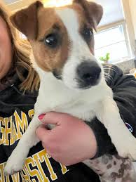 Where's my treats in Mashpee?