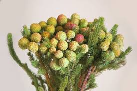 Image result for Barleria galpinii