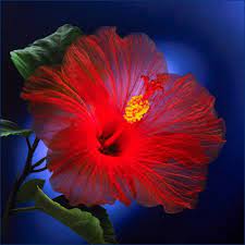 Vision Of Red Amazing Flowers Flowers Hibiscus Flowers