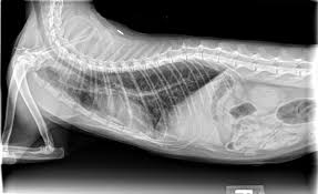 Kedilerde Fib Hastaligi Kedi Kedicik