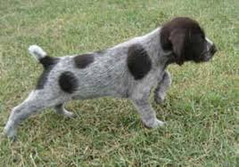 An akc registered breeder of german wirehaired pointers where dogs get the point our versatile gwps that are bred for temperament and hunting ability in field and water alike; Gordon Setter Vs German Wirehaired Pointer Breed Comparison