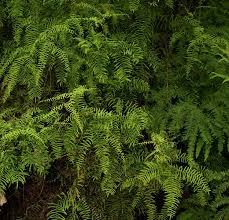 Image result for Gleichenia polypodioides
