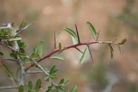 Image result for Putterlickia