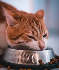 Slow feed the feline way with doc & phoebe's feeder wet food feeder. Slow Feeder Bowls For Cats Dishes To Slow Down Kitty S Mealtime