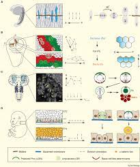 Maybe you would like to learn more about one of these? Cell Division Orientation In Animals Sciencedirect